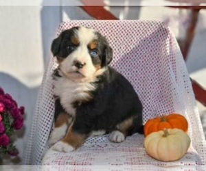 Bernese Mountain Dog Puppy for sale in WESTCLIFFE, CO, USA