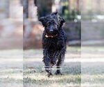 Small Photo #3 Labradoodle Puppy For Sale in McKinney, TX, USA