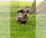 Small #2 Dachshund