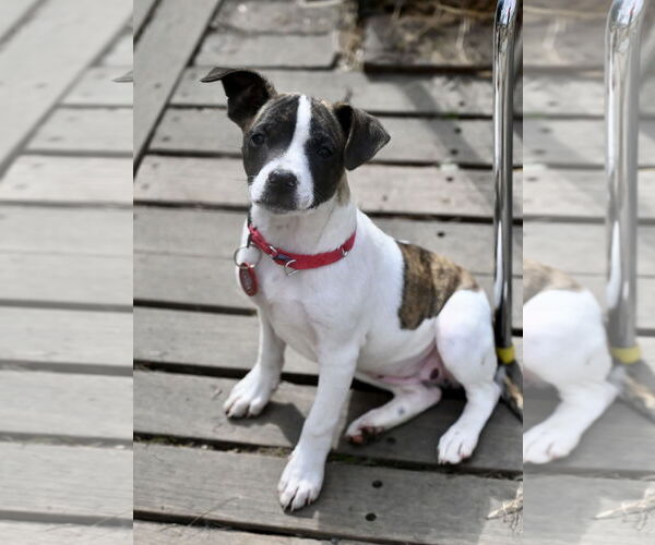 Medium Photo #1 Boston Huahua Puppy For Sale in Wakefield, RI, USA