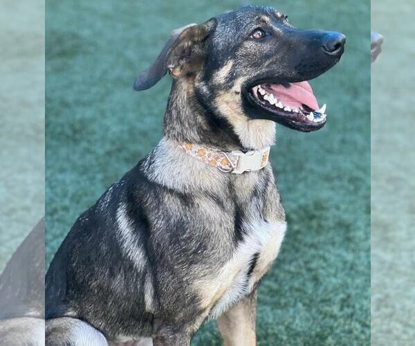 Medium Photo #10 Mutt Puppy For Sale in Rockwall, TX, USA