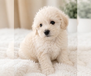 Maltipoo (Miniature) Puppy for sale in CONROE, TX, USA
