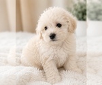 Image preview for Ad Listing. Nickname: Gus