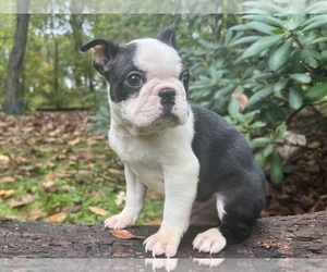Boston Terrier Dogs for adoption in SAINT ANNE, IL, USA