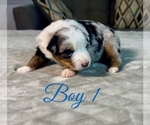 Puppy Boy 1 Australian Shepherd