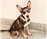 Small #1 Siberian Husky Mix