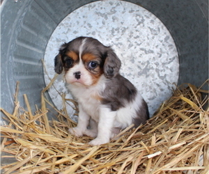 Cavalier King Charles Spaniel Puppy for sale in CUBA, MO, USA