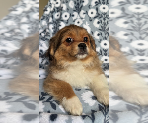Medium Photo #1 Maltese-Maltipom Mix Puppy For Sale in HUDSON, MA, USA