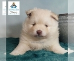 Small Photo #22 Pomeranian-Pomsky Mix Puppy For Sale in RAMSEY, MN, USA