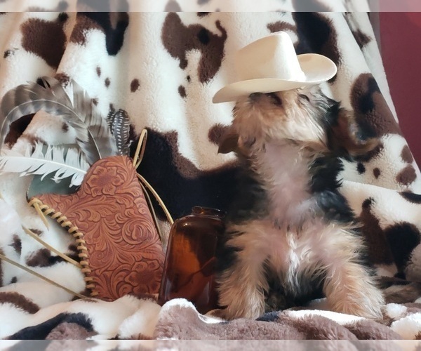 Medium Photo #38 Shorkie Tzu Puppy For Sale in NEVADA, TX, USA