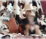 Small Photo #38 Shorkie Tzu Puppy For Sale in NEVADA, TX, USA