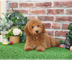 Small #2 Goldendoodle