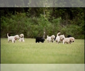 Labrador Retriever Puppy for Sale in SANTA ROSA BEACH, Florida USA