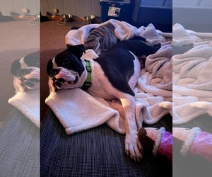 Drago - FOSTER OR ADOPT ME!! - Male Boxer Dog for Adoption - Photo #8