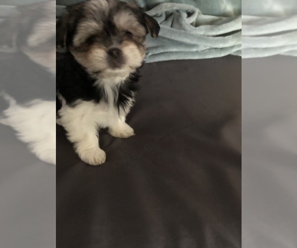 Medium Photo #5 Shorkie Tzu Puppy For Sale in CANTON, TX, USA