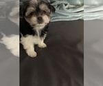 Small Photo #5 Shorkie Tzu Puppy For Sale in CANTON, TX, USA