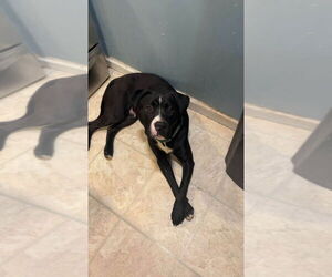 Mutt Dogs for adoption in Evansville, IN, USA