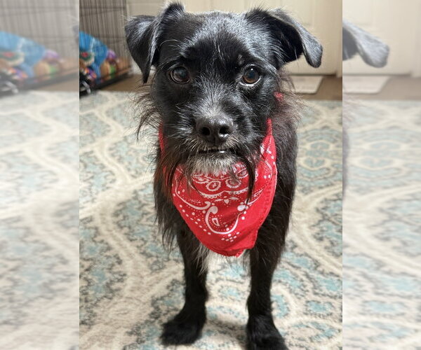 Medium Photo #10 Mutt Puppy For Sale in San Leon, TX, USA