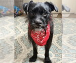 Small #9 Mutt