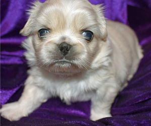 Pekingese Puppy for sale in COLUMBIA, SC, USA