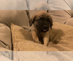 Mastiff Puppy for sale in BLOOMFIELD, IN, USA