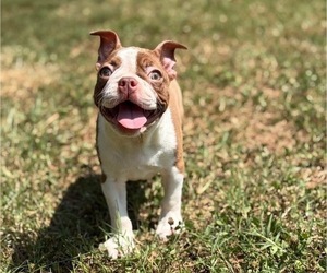 Boston Terrier Puppy for sale in HICKORY, NC, USA