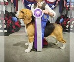Small Photo #1 Beagle Puppy For Sale in COLVILLE, WA, USA