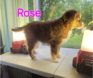 Miniature Australian Shepherd Puppy for sale in HOLTON, MI, USA