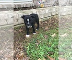 Small Photo #15 Boston Terrier Puppy For Sale in JONES, OK, USA