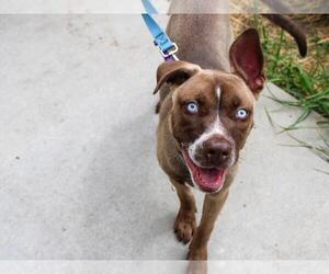 Siberian Husky-Unknown Mix Dogs for adoption in Martinez, CA, USA