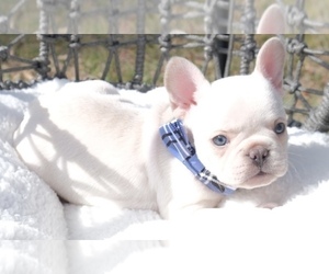 French Bulldog Puppy for sale in CAPE CORAL, FL, USA