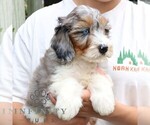Small #1 Bernedoodle (Miniature)