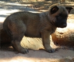 Puppy Red Belgian Malinois