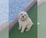 Small Photo #1 Cavapoo Puppy For Sale in PEORIA, AZ, USA
