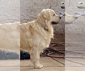 Father of the English Cream Golden Retriever puppies born on 02/14/2026