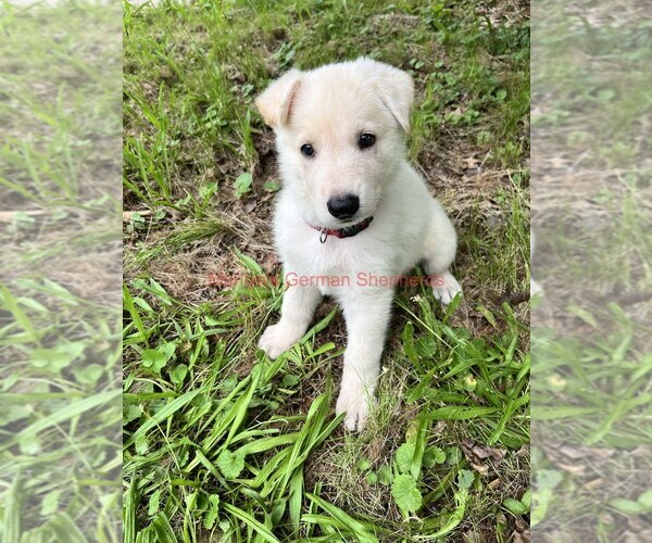 Medium Photo #1 German Shepherd Dog Puppy For Sale in PIEDMONT, MO, USA