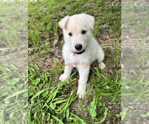 German Shepherd Dog Puppy for Sale in PIEDMONT, Missouri USA