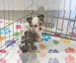 Duke - Male Papitese Puppy for Sale - Photo #7