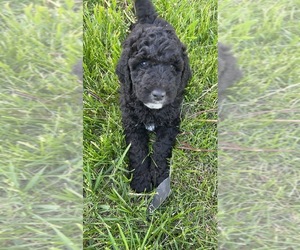 Double Doodle Puppy for Sale in JEWELL, Iowa USA
