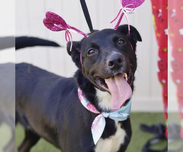 Medium Photo #3 Labrador Retriever Puppy For Sale in San Antonio, TX, USA