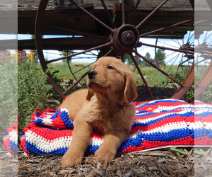 Medium Golden Retriever