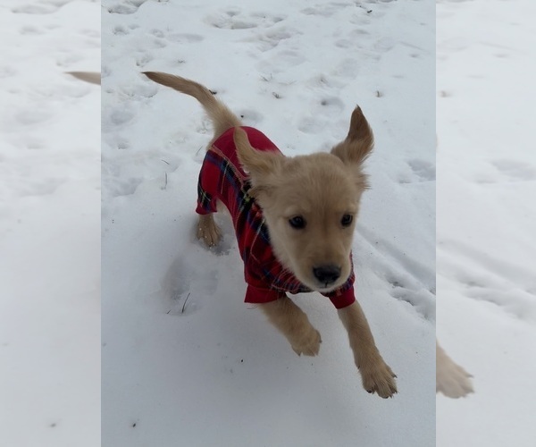 Medium Photo #15 Golden Retriever Puppy For Sale in MADISON, NC, USA