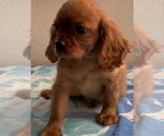 Small #2 Cavalier King Charles Spaniel