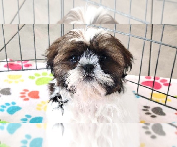 Medium Photo #9 Shih Tzu Puppy For Sale in ORO VALLEY, AZ, USA