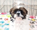 Small #8 Shih Tzu