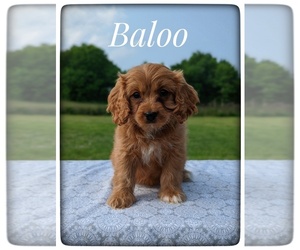 Cavapoo Puppy for Sale in DICKSON, Tennessee USA