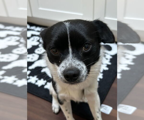 Medium Photo #1 Mutt Puppy For Sale in Bellevue, WA, USA