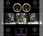 Puppy Puppers AKC Miniature Pinscher