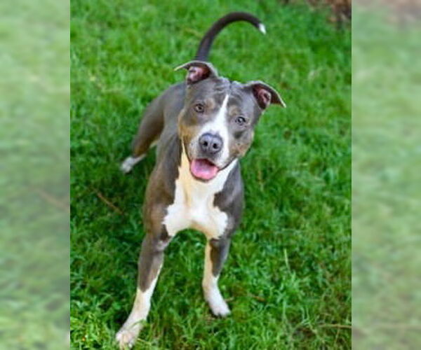 Medium Photo #11 American Pit Bull Terrier Puppy For Sale in Glen Allen, VA, USA