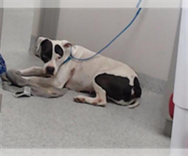 Medium Photo #1 American Pit Bull Terrier Puppy For Sale in Pasadena, TX, USA